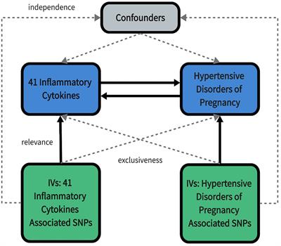 Circulating inflammatory cytokines and hypertensive disorders of pregnancy: a two-sample Mendelian randomization study